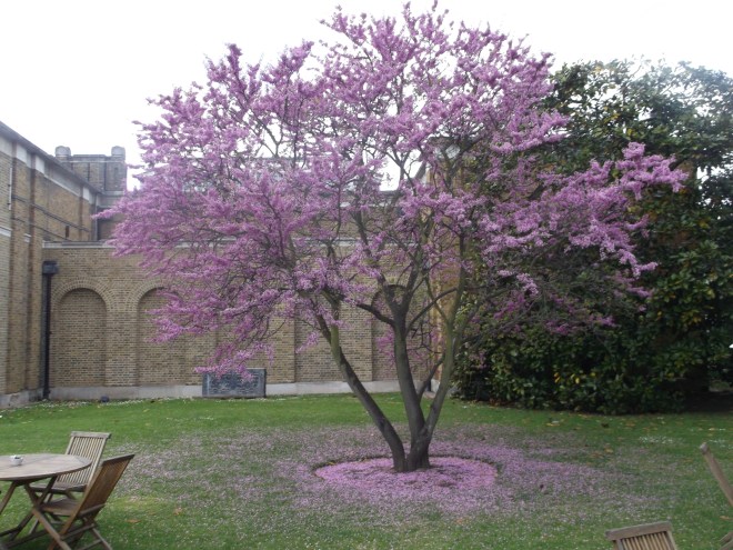 The Judas tree at DPG